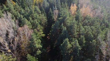 Avrupa 'daki Güzel Yoğunluk Ormanı (124; 4K Hava Aracı: Lush Green Woodland Manzarası 124; Doğal Çevre, Ağaçlar ve Yaban Hayatı - 124; Huzurlu Doğa, Çevre Turizmi ve Manzarası Ormanı  