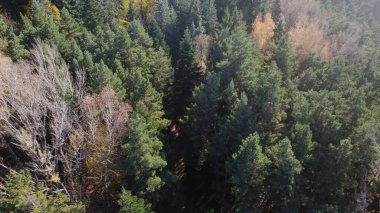 Avrupa 'daki Güzel Yoğunluk Ormanı (124; 4K Hava Aracı: Lush Green Woodland Manzarası 124; Doğal Çevre, Ağaçlar ve Yaban Hayatı - 124; Huzurlu Doğa, Çevre Turizmi ve Manzarası Ormanı  