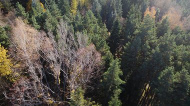 Avrupa 'daki Güzel Yoğunluk Ormanı (124; 4K Hava Aracı: Lush Green Woodland Manzarası 124; Doğal Çevre, Ağaçlar ve Yaban Hayatı - 124; Huzurlu Doğa, Çevre Turizmi ve Manzarası Ormanı  