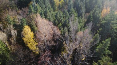 Avrupa 'daki Güzel Yoğunluk Ormanı (124; 4K Hava Aracı: Lush Green Woodland Manzarası 124; Doğal Çevre, Ağaçlar ve Yaban Hayatı - 124; Huzurlu Doğa, Çevre Turizmi ve Manzarası Ormanı  