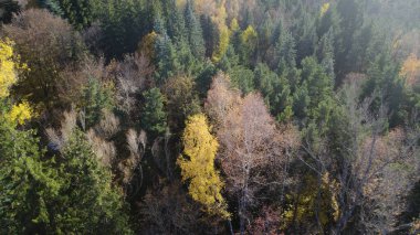 Avrupa 'daki Güzel Yoğunluk Ormanı (124; 4K Hava Aracı: Lush Green Woodland Manzarası 124; Doğal Çevre, Ağaçlar ve Yaban Hayatı - 124; Huzurlu Doğa, Çevre Turizmi ve Manzarası Ormanı  