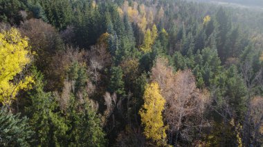 Avrupa 'daki Güzel Yoğunluk Ormanı (124; 4K Hava Aracı: Lush Green Woodland Manzarası 124; Doğal Çevre, Ağaçlar ve Yaban Hayatı - 124; Huzurlu Doğa, Çevre Turizmi ve Manzarası Ormanı  