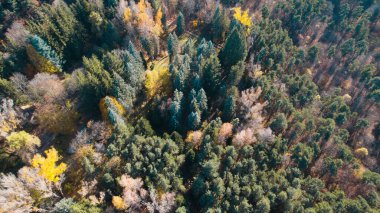 Avrupa 'daki Güzel Yoğunluk Ormanı (124; 4K Hava Aracı: Lush Green Woodland Manzarası 124; Doğal Çevre, Ağaçlar ve Yaban Hayatı - 124; Huzurlu Doğa, Çevre Turizmi ve Manzarası Ormanı  