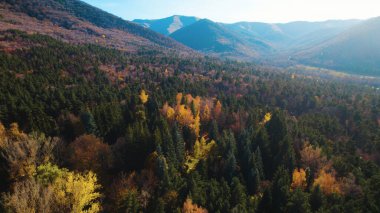 Avrupa 'daki Güzel Yoğunluk Ormanı (124; 4K Hava Aracı: Lush Green Woodland Manzarası 124; Doğal Çevre, Ağaçlar ve Yaban Hayatı - 124; Huzurlu Doğa, Çevre Turizmi ve Manzarası Ormanı  