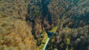 Avrupa 'daki Güzel Yoğunluk Ormanı (124; 4K Hava Aracı: Lush Green Woodland Manzarası 124; Doğal Çevre, Ağaçlar ve Yaban Hayatı - 124; Huzurlu Doğa, Çevre Turizmi ve Manzarası Ormanı 