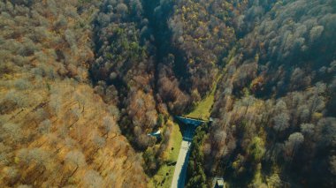 Avrupa 'daki Güzel Yoğunluk Ormanı (124; 4K Hava Aracı: Lush Green Woodland Manzarası 124; Doğal Çevre, Ağaçlar ve Yaban Hayatı - 124; Huzurlu Doğa, Çevre Turizmi ve Manzarası Ormanı 