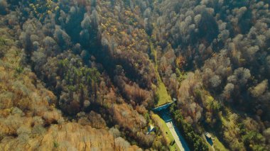 Avrupa 'daki Güzel Yoğunluk Ormanı (124; 4K Hava Aracı: Lush Green Woodland Manzarası 124; Doğal Çevre, Ağaçlar ve Yaban Hayatı - 124; Huzurlu Doğa, Çevre Turizmi ve Manzarası Ormanı 