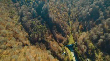 Avrupa 'daki Güzel Yoğunluk Ormanı (124; 4K Hava Aracı: Lush Green Woodland Manzarası 124; Doğal Çevre, Ağaçlar ve Yaban Hayatı - 124; Huzurlu Doğa, Çevre Turizmi ve Manzarası Ormanı 