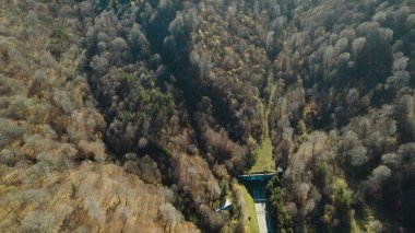 Avrupa 'daki Güzel Yoğunluk Ormanı (124; 4K Hava Aracı: Lush Green Woodland Manzarası 124; Doğal Çevre, Ağaçlar ve Yaban Hayatı - 124; Huzurlu Doğa, Çevre Turizmi ve Manzarası Ormanı 