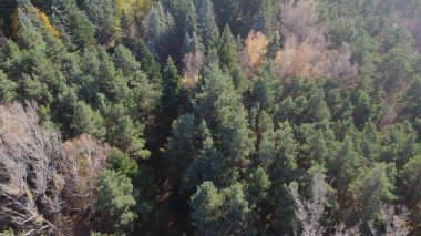 Avrupa 'daki Güzel Yoğunluk Ormanı (124; 4K Hava Aracı: Lush Green Woodland Manzarası 124; Doğal Çevre, Ağaçlar ve Yaban Hayatı - 124; Huzurlu Doğa, Çevre Turizmi ve Manzarası Ormanı 