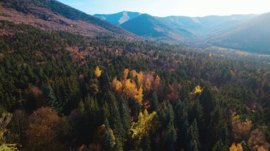 Avrupa 'daki Güzel Yoğunluk Ormanı (124; 4K Hava Aracı: Lush Green Woodland Manzarası 124; Doğal Çevre, Ağaçlar ve Yaban Hayatı - 124; Huzurlu Doğa, Çevre Turizmi ve Manzarası Ormanı 