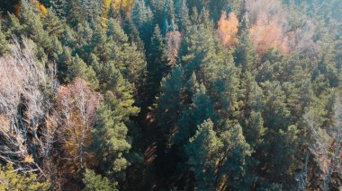 Avrupa 'daki Güzel Yoğunluk Ormanı (124; 4K Hava Aracı: Lush Green Woodland Manzarası 124; Doğal Çevre, Ağaçlar ve Yaban Hayatı - 124; Huzurlu Doğa, Çevre Turizmi ve Manzarası Ormanı 