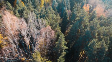 Avrupa 'daki Güzel Yoğunluk Ormanı (124; 4K Hava Aracı: Lush Green Woodland Manzarası 124; Doğal Çevre, Ağaçlar ve Yaban Hayatı - 124; Huzurlu Doğa, Çevre Turizmi ve Manzarası Ormanı 