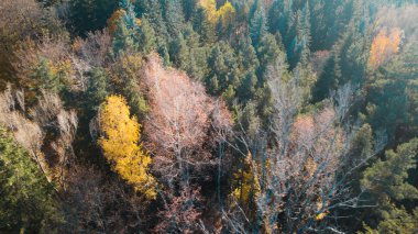 Avrupa 'daki Güzel Yoğunluk Ormanı (124; 4K Hava Aracı: Lush Green Woodland Manzarası 124; Doğal Çevre, Ağaçlar ve Yaban Hayatı - 124; Huzurlu Doğa, Çevre Turizmi ve Manzarası Ormanı 