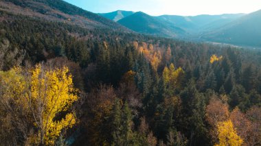 Avrupa 'daki Güzel Yoğunluk Ormanı (124; 4K Hava Aracı: Lush Green Woodland Manzarası 124; Doğal Çevre, Ağaçlar ve Yaban Hayatı - 124; Huzurlu Doğa, Çevre Turizmi ve Manzarası Ormanı 