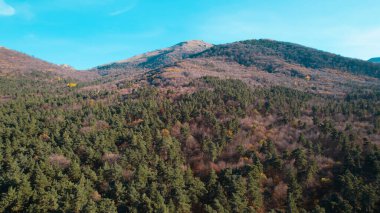 Avrupa 'daki Güzel Yoğunluk Ormanı (124; 4K Hava Aracı: Lush Green Woodland Manzarası 124; Doğal Çevre, Ağaçlar ve Yaban Hayatı - 124; Huzurlu Doğa, Çevre Turizmi ve Manzarası Ormanı 