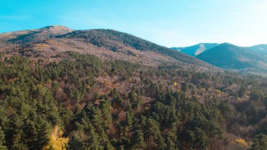 Avrupa 'daki Güzel Yoğunluk Ormanı (124; 4K Hava Aracı: Lush Green Woodland Manzarası 124; Doğal Çevre, Ağaçlar ve Yaban Hayatı - 124; Huzurlu Doğa, Çevre Turizmi ve Manzarası Ormanı 