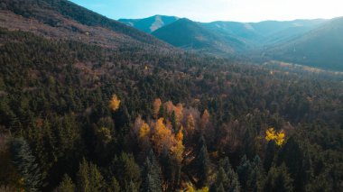 Avrupa 'daki Güzel Yoğunluk Ormanı (124; 4K Hava Aracı: Lush Green Woodland Manzarası 124; Doğal Çevre, Ağaçlar ve Yaban Hayatı - 124; Huzurlu Doğa, Çevre Turizmi ve Manzarası Ormanı 