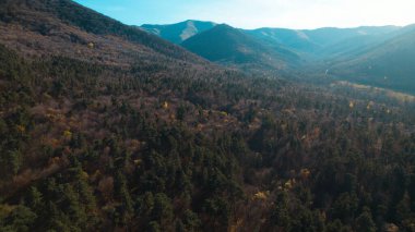 Avrupa 'daki Güzel Yoğunluk Ormanı (124; 4K Hava Aracı: Lush Green Woodland Manzarası 124; Doğal Çevre, Ağaçlar ve Yaban Hayatı - 124; Huzurlu Doğa, Çevre Turizmi ve Manzarası Ormanı 