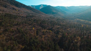 Avrupa 'daki Güzel Yoğunluk Ormanı (124; 4K Hava Aracı: Lush Green Woodland Manzarası 124; Doğal Çevre, Ağaçlar ve Yaban Hayatı - 124; Huzurlu Doğa, Çevre Turizmi ve Manzarası Ormanı 