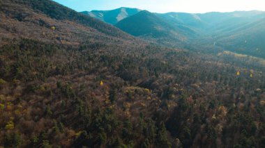 Avrupa 'daki Güzel Yoğunluk Ormanı (124; 4K Hava Aracı: Lush Green Woodland Manzarası 124; Doğal Çevre, Ağaçlar ve Yaban Hayatı - 124; Huzurlu Doğa, Çevre Turizmi ve Manzarası Ormanı 