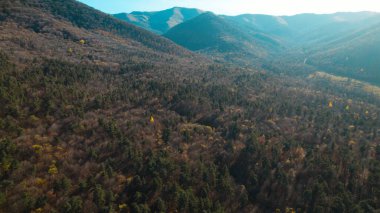 Avrupa 'daki Güzel Yoğunluk Ormanı (124; 4K Hava Aracı: Lush Green Woodland Manzarası 124; Doğal Çevre, Ağaçlar ve Yaban Hayatı - 124; Huzurlu Doğa, Çevre Turizmi ve Manzarası Ormanı 