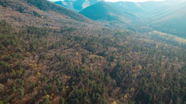 Avrupa 'daki Güzel Yoğunluk Ormanı (124; 4K Hava Aracı: Lush Green Woodland Manzarası 124; Doğal Çevre, Ağaçlar ve Yaban Hayatı - 124; Huzurlu Doğa, Çevre Turizmi ve Manzarası Ormanı 