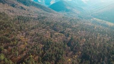 Avrupa 'daki Güzel Yoğunluk Ormanı (124; 4K Hava Aracı: Lush Green Woodland Manzarası 124; Doğal Çevre, Ağaçlar ve Yaban Hayatı - 124; Huzurlu Doğa, Çevre Turizmi ve Manzarası Ormanı 