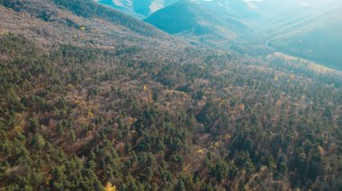 Avrupa 'daki Güzel Yoğunluk Ormanı (124; 4K Hava Aracı: Lush Green Woodland Manzarası 124; Doğal Çevre, Ağaçlar ve Yaban Hayatı - 124; Huzurlu Doğa, Çevre Turizmi ve Manzarası Ormanı 