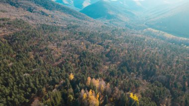 Avrupa 'daki Güzel Yoğunluk Ormanı (124; 4K Hava Aracı: Lush Green Woodland Manzarası 124; Doğal Çevre, Ağaçlar ve Yaban Hayatı - 124; Huzurlu Doğa, Çevre Turizmi ve Manzarası Ormanı 