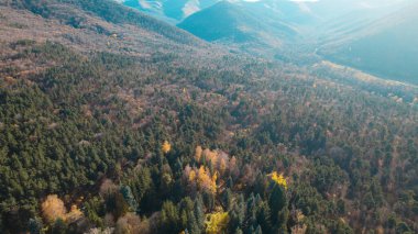 Avrupa 'daki Güzel Yoğunluk Ormanı (124; 4K Hava Aracı: Lush Green Woodland Manzarası 124; Doğal Çevre, Ağaçlar ve Yaban Hayatı - 124; Huzurlu Doğa, Çevre Turizmi ve Manzarası Ormanı 