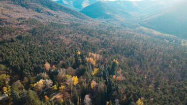 Avrupa 'daki Güzel Yoğunluk Ormanı (124; 4K Hava Aracı: Lush Green Woodland Manzarası 124; Doğal Çevre, Ağaçlar ve Yaban Hayatı - 124; Huzurlu Doğa, Çevre Turizmi ve Manzarası Ormanı 