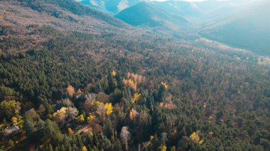 Avrupa 'daki Güzel Yoğunluk Ormanı (124; 4K Hava Aracı: Lush Green Woodland Manzarası 124; Doğal Çevre, Ağaçlar ve Yaban Hayatı - 124; Huzurlu Doğa, Çevre Turizmi ve Manzarası Ormanı 