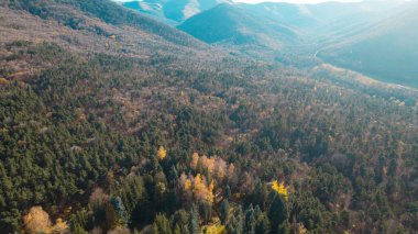 Avrupa 'daki Güzel Yoğunluk Ormanı (124; 4K Hava Aracı: Lush Green Woodland Manzarası 124; Doğal Çevre, Ağaçlar ve Yaban Hayatı - 124; Huzurlu Doğa, Çevre Turizmi ve Manzarası Ormanı 