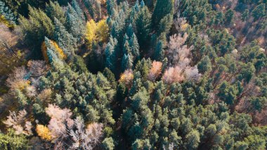 Avrupa 'daki Güzel Yoğunluk Ormanı (124; 4K Hava Aracı: Lush Green Woodland Manzarası 124; Doğal Çevre, Ağaçlar ve Yaban Hayatı - 124; Huzurlu Doğa, Çevre Turizmi ve Manzarası Ormanı 