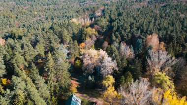 Avrupa 'daki Güzel Yoğunluk Ormanı (124; 4K Hava Aracı: Lush Green Woodland Manzarası 124; Doğal Çevre, Ağaçlar ve Yaban Hayatı - 124; Huzurlu Doğa, Çevre Turizmi ve Manzarası Ormanı 