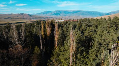 Avrupa 'daki Güzel Yoğunluk Ormanı (124; 4K Hava Aracı: Lush Green Woodland Manzarası 124; Doğal Çevre, Ağaçlar ve Yaban Hayatı - 124; Huzurlu Doğa, Çevre Turizmi ve Manzarası Ormanı 