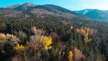 Avrupa 'daki Güzel Yoğunluk Ormanı (124; 4K Hava Aracı: Lush Green Woodland Manzarası 124; Doğal Çevre, Ağaçlar ve Yaban Hayatı - 124; Huzurlu Doğa, Çevre Turizmi ve Manzarası Ormanı 