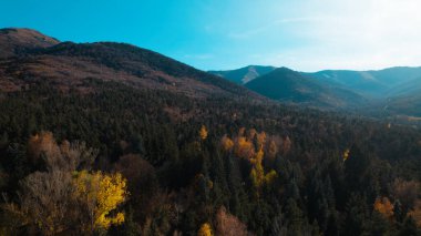 Avrupa 'daki Güzel Yoğunluk Ormanı (124; 4K Hava Aracı: Lush Green Woodland Manzarası 124; Doğal Çevre, Ağaçlar ve Yaban Hayatı - 124; Huzurlu Doğa, Çevre Turizmi ve Manzarası Ormanı 