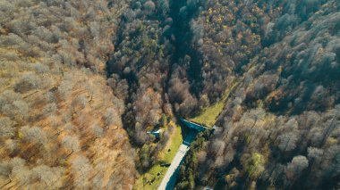 Avrupa 'daki Güzel Yoğunluk Ormanı (124; 4K Hava Aracı: Lush Green Woodland Manzarası 124; Doğal Çevre, Ağaçlar ve Yaban Hayatı - 124; Huzurlu Doğa, Çevre Turizmi ve Manzarası Ormanı  
