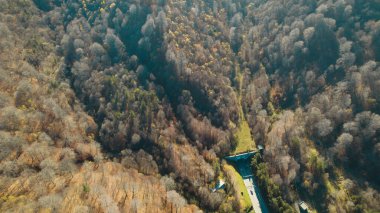 Avrupa 'daki Güzel Yoğunluk Ormanı (124; 4K Hava Aracı: Lush Green Woodland Manzarası 124; Doğal Çevre, Ağaçlar ve Yaban Hayatı - 124; Huzurlu Doğa, Çevre Turizmi ve Manzarası Ormanı  