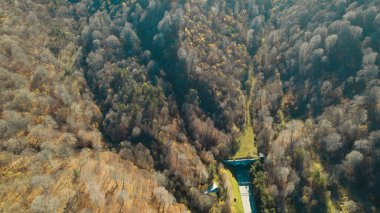 Avrupa 'daki Güzel Yoğunluk Ormanı (124; 4K Hava Aracı: Lush Green Woodland Manzarası 124; Doğal Çevre, Ağaçlar ve Yaban Hayatı - 124; Huzurlu Doğa, Çevre Turizmi ve Manzarası Ormanı  