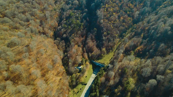 Avrupa 'daki Güzel Yoğun Orman (124; Lush Green Woodland Peyzajı' nın 4K İnsansız Hava Aracı Çekimi - 124; Doğal Çevre, Ağaçlar ve Yaban Hayatı - 124; Huzurlu Doğa, Çevre Turizmi ve Manzaralı Orman Fotoğrafları.