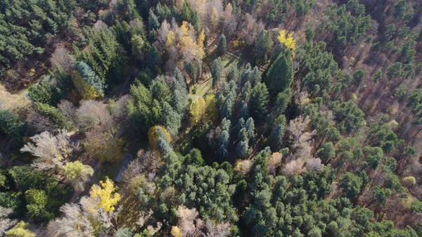 Avrupa 'da Güzel Yoğunluk Ormanı (124; 4K Hava Aracı: Lush Green Woodland Arazi Çekimi: 124; Doğal Çevre, Ağaçlar ve Vahşi Yaşam: 124; Huzurlu Doğa, Çevre, Çevre Turizmi ve Manzara Ormanı Fotoğrafı.