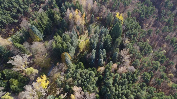 Avrupa 'da Güzel Yoğunluk Ormanı (124; 4K Hava Aracı: Lush Green Woodland Arazi Çekimi: 124; Doğal Çevre, Ağaçlar ve Vahşi Yaşam: 124; Huzurlu Doğa, Çevre, Çevre Turizmi ve Manzara Ormanı Fotoğrafı.