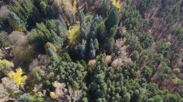 Avrupa 'da Güzel Yoğunluk Ormanı (124; 4K Hava Aracı: Lush Green Woodland Arazi Çekimi: 124; Doğal Çevre, Ağaçlar ve Vahşi Yaşam: 124; Huzurlu Doğa, Çevre, Çevre Turizmi ve Manzara Ormanı Fotoğrafı.