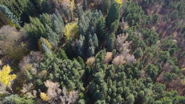 Avrupa 'da Güzel Yoğunluk Ormanı (124; 4K Hava Aracı: Lush Green Woodland Arazi Çekimi: 124; Doğal Çevre, Ağaçlar ve Vahşi Yaşam: 124; Huzurlu Doğa, Çevre, Çevre Turizmi ve Manzara Ormanı Fotoğrafı.