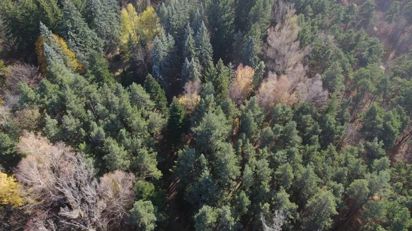 Avrupa 'da Güzel Yoğunluk Ormanı (124; 4K Hava Aracı: Lush Green Woodland Arazi Çekimi: 124; Doğal Çevre, Ağaçlar ve Vahşi Yaşam: 124; Huzurlu Doğa, Çevre, Çevre Turizmi ve Manzara Ormanı Fotoğrafı.