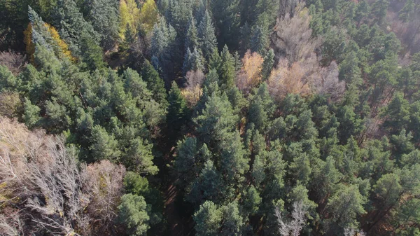 Avrupa 'da Güzel Yoğunluk Ormanı (124; 4K Hava Aracı: Lush Green Woodland Arazi Çekimi: 124; Doğal Çevre, Ağaçlar ve Vahşi Yaşam: 124; Huzurlu Doğa, Çevre, Çevre Turizmi ve Manzara Ormanı Fotoğrafı.