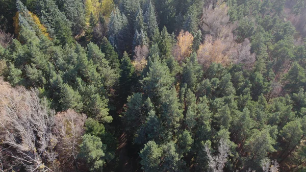 Avrupa 'da Güzel Yoğunluk Ormanı (124; 4K Hava Aracı: Lush Green Woodland Arazi Çekimi: 124; Doğal Çevre, Ağaçlar ve Vahşi Yaşam: 124; Huzurlu Doğa, Çevre, Çevre Turizmi ve Manzara Ormanı Fotoğrafı.